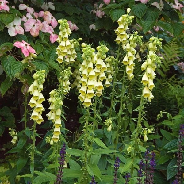 Digitalis Grandiflora 5 Digitalis Grandiflora - Image 5