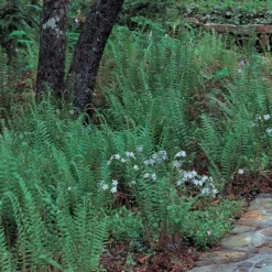 Polystichum Acrostichoides - Christmas Fern -Leaf Sprigs Sales Store x600 25627