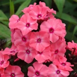 Phlox Paniculata Candy Store® Coral Crème Drop 7 Phlox Paniculata Candy Store® Coral Crème Drop -Leaf Sprigs Sales Store x600 25675