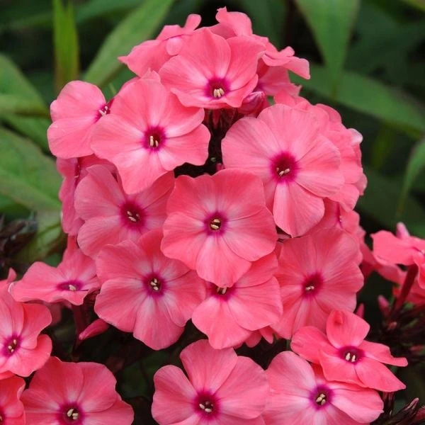 Phlox Paniculata Candy Store® Coral Crème Drop 4 Phlox Paniculata Candy Store® Coral Crème Drop - Image 4