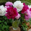 Old-Time Peony Collection