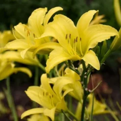 Hemerocallis (Daylily) 'Hyperion' -Leaf Sprigs Sales Store x600 25736