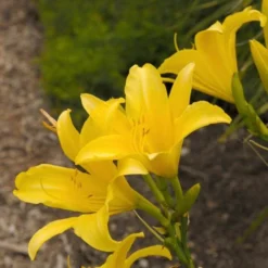 Hemerocallis (Daylily) 'Hyperion' -Leaf Sprigs Sales Store x600 25737