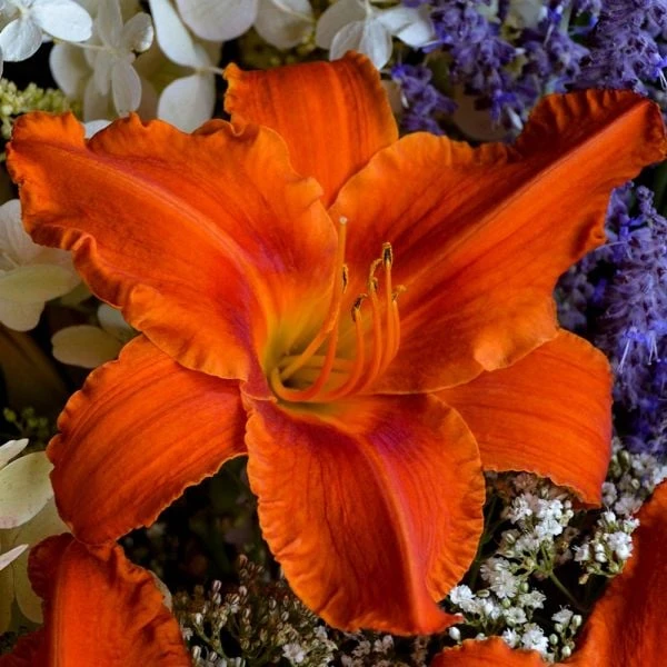 Hemerocallis (Daylily) 'Alabama Jubilee' 2 Hemerocallis (Daylily) 'Alabama Jubilee' - Image 2