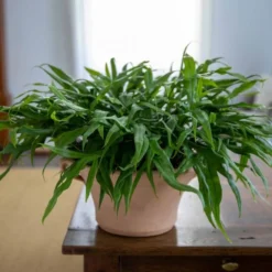 Cretan Pot Ikaros -Leaf Sprigs Sales Store x600 25861