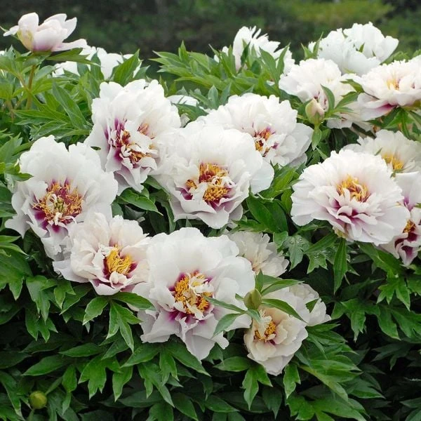 Peony 'Cora Louise' - Itoh Peony 1 Peony 'Cora Louise' - Itoh Peony