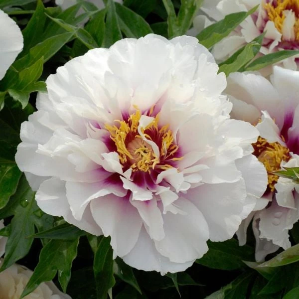 Peony 'Cora Louise' - Itoh Peony 2 Peony 'Cora Louise' - Itoh Peony - Image 2