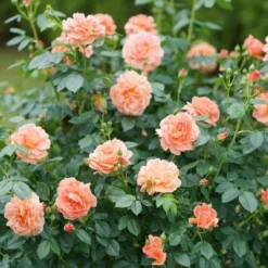 Rose At Last® -Leaf Sprigs Sales Store x600 25974