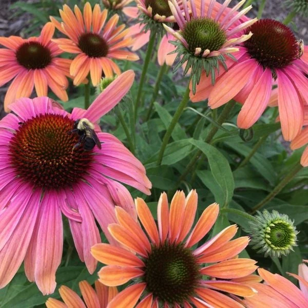 Echinacea Purpurea Butterfly™ Rainbow Marcella 2 Echinacea Purpurea Butterfly™ Rainbow Marcella - Image 2
