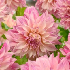 Dahlia 'Café Au Lait Royal' -Leaf Sprigs Sales Store x600 25987