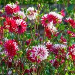 Dahlia 'Rebecca's World' -Leaf Sprigs Sales Store x600 25988