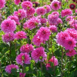 Dahlia 'Onesta' -Leaf Sprigs Sales Store x600 25992
