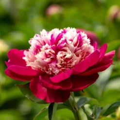 Peony 'White Cap' -Leaf Sprigs Sales Store x600 26104