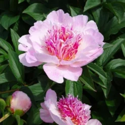 Peony 'Do Tell' -Leaf Sprigs Sales Store x600 26190