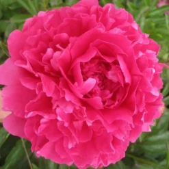Peony 'Felix Supreme' -Leaf Sprigs Sales Store x600 26201