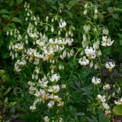 Lilium Martagon 'Snowy Morning' -Leaf Sprigs Sales Store x600 26227