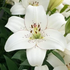 Lilium Pastel Shades Mix For Naturalizing -Leaf Sprigs Sales Store x600 26274