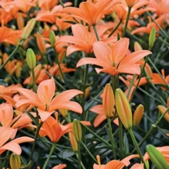 Lilium Pastel Shades Mix For Naturalizing -Leaf Sprigs Sales Store x600 26277