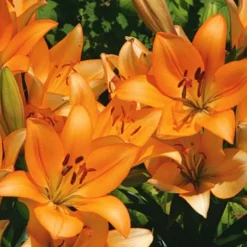 Lilium Pastel Shades Mix For Naturalizing -Leaf Sprigs Sales Store x600 26278