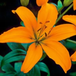 Lilium Pastel Shades Mix For Naturalizing -Leaf Sprigs Sales Store x600 26281
