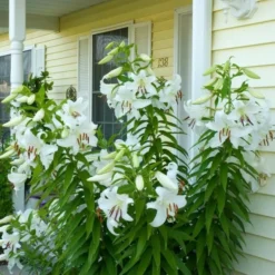 Lilium 'Casa Blanca' -Leaf Sprigs Sales Store x600 26344