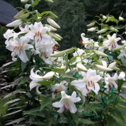 Lilium 'Casa Blanca' -Leaf Sprigs Sales Store x600 26345