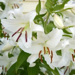 Lilium 'Casa Blanca' -Leaf Sprigs Sales Store x600 26346