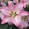 Lilium 'Pink Pearl'