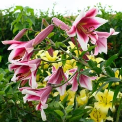 Lilium 'Silk Road' -Leaf Sprigs Sales Store x600 26350