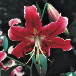 Lilium Mix - The Perfumed Garden -Leaf Sprigs Sales Store x600 26368