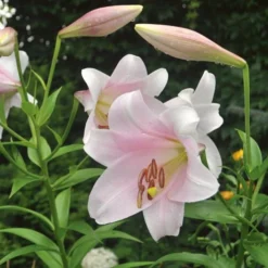 Lilium Mix - The Perfumed Garden -Leaf Sprigs Sales Store x600 26370