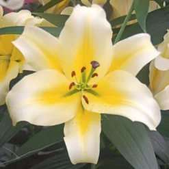 Lilium Mix - The Perfumed Garden -Leaf Sprigs Sales Store x600 26372