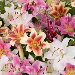 Lilium Mix - The Perfumed Garden -Leaf Sprigs Sales Store x600 26374
