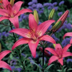 Strawberries & Cream Lilium Mix -Leaf Sprigs Sales Store x600 26375