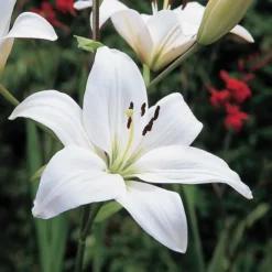 Strawberries & Cream Lilium Mix -Leaf Sprigs Sales Store x600 26378