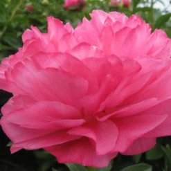 Peony 'Joker' -Leaf Sprigs Sales Store x600 26389