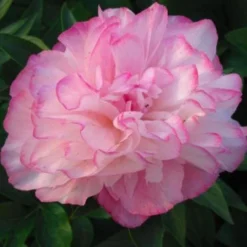 Peony 'Joker' -Leaf Sprigs Sales Store x600 26442