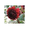 Dahlia 'Karma Choc'