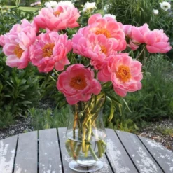 Peony 'Coral Charm' -Leaf Sprigs Sales Store x600 26594