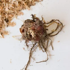 Lilium 'Captain Tricolore' -Leaf Sprigs Sales Store x600 26637 7