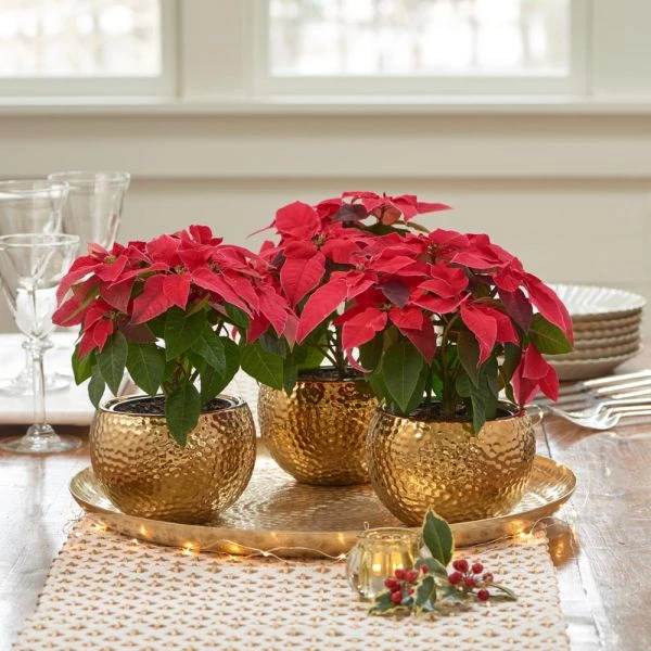 Trio Of Red Poinsettias In Golden Cachepots 1 Trio Of Red Poinsettias In Golden Cachepots
