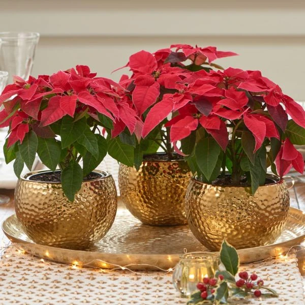 Trio Of Red Poinsettias In Golden Cachepots 2 Trio Of Red Poinsettias In Golden Cachepots - Image 2
