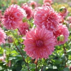 Dahlia 'Islander' -Leaf Sprigs Sales Store x600 27131