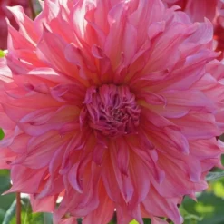 Dahlia 'Islander' -Leaf Sprigs Sales Store x600 27132