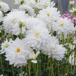 Dahlia 'Eternal Snow' 6 Dahlia 'Eternal Snow' -Leaf Sprigs Sales Store x600 27134