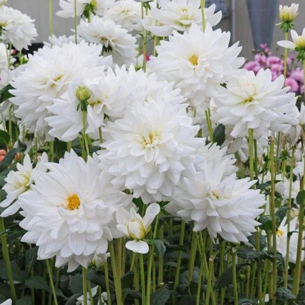 Dahlia 'Eternal Snow' 3 Dahlia 'Eternal Snow' - Image 3