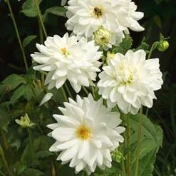 Dahlia 'Eternal Snow' 7 Dahlia 'Eternal Snow' -Leaf Sprigs Sales Store x600 27135