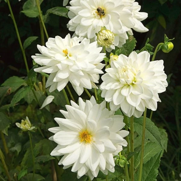 Dahlia 'Eternal Snow' 4 Dahlia 'Eternal Snow' - Image 4