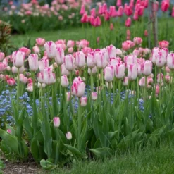 Tulip 'Infinity' 7 Tulip 'Infinity' -Leaf Sprigs Sales Store x600 27301