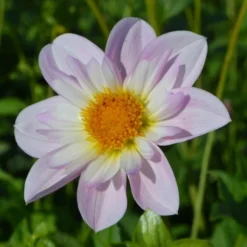 Dahlia 'Teesbrooke Audrey' -Leaf Sprigs Sales Store x600 27311